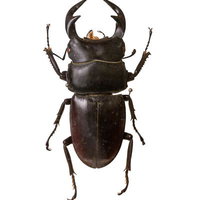 タイワンノコギリクワガタの標本の写真
