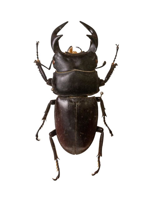 タイワンノコギリクワガタの標本