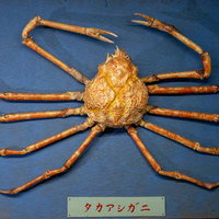 タカアシガニの剥製の写真