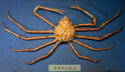 タカアシガニの剥製