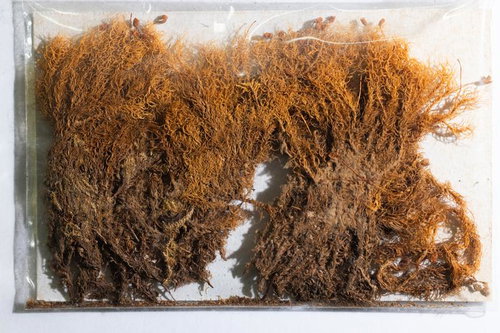 乾燥保存されたタマゴケの標本