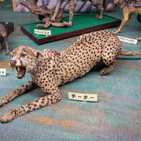 チーターの剥製の写真