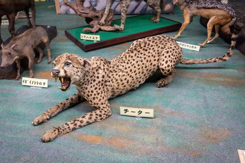 チーターの剥製