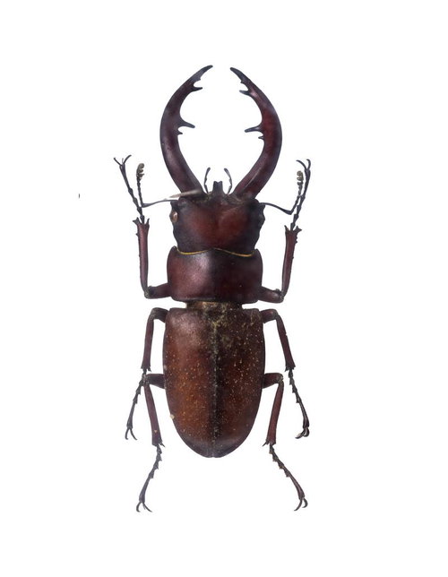 赤褐色の艶やかな体と美しい湾曲の大顎を持つトカラノコギリクワガタ