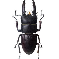 鋭い大顎と重厚なフォルムのツシマヒラタクワガタの標本の写真