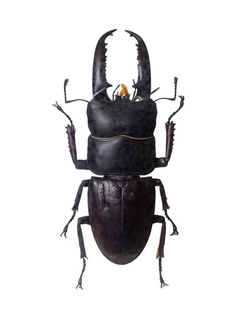 鋭い大顎と重厚なフォルムのツシマヒラタクワガタの標本