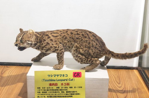ツシマヤマネコの剥製