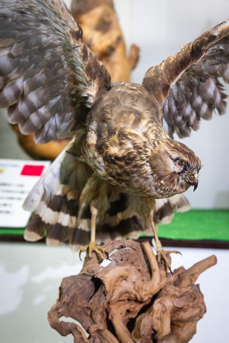 翼を広げて展示されているチュウヒの剥製標本