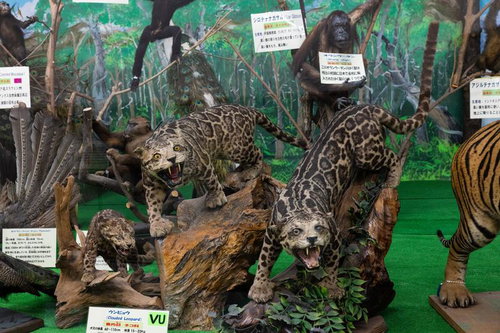 斑紋と鋭い目が語るウンピョウの魅力的な剥製展示