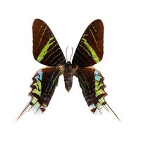 褐色の翅に鮮やかな緑色の帯があるウラニヤツバメガの写真