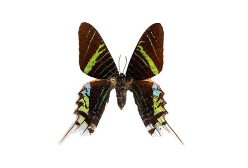 褐色の翅に鮮やかな緑色の帯があるウラニヤツバメガ