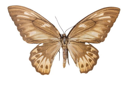 ウルビレアナトリバネアゲハ（ソロモン）メスの標本