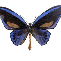 ウルビレアナトリバネアゲハ（ソロモン）オスの標本の写真