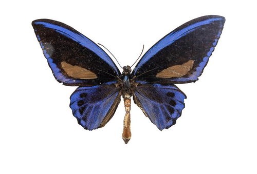 ウルビレアナトリバネアゲハ（ソロモン）オスの標本