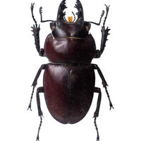 重厚感漂うヤエヤママルバネクワガタの標本の写真