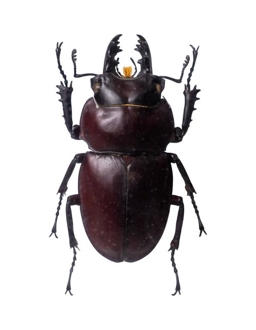 重厚感漂うヤエヤママルバネクワガタの標本