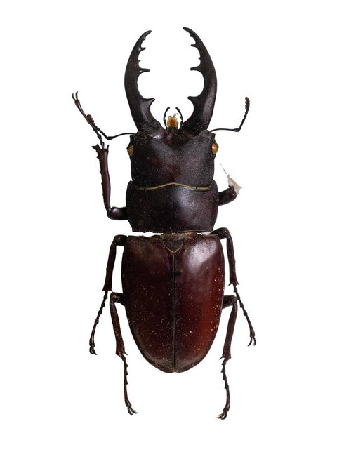 ヤエヤマノコギリクワガタの標本