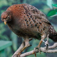 木の枝にとまる自然なポーズのヤマドリの剥製の写真