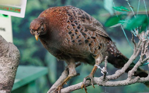 木の枝にとまる自然なポーズのヤマドリの剥製