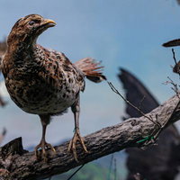 自然なポーズで木の枝にとまるヤマドリの剥製の写真