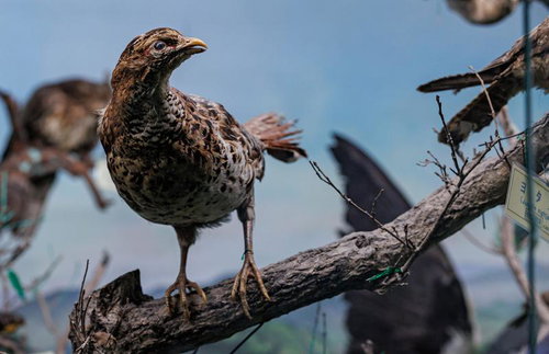 自然なポーズで木の枝にとまるヤマドリの剥製