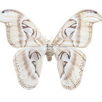 世界最大の蛾、ヨナグニサンの剥製の写真