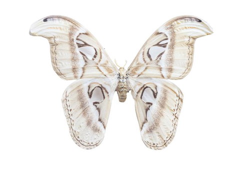 世界最大の蛾、ヨナグニサンの剥製