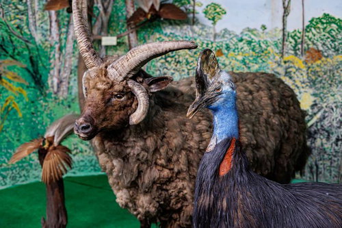 四本角の羊の剥製