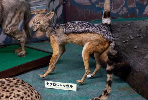 セグロジャッカルの美しい背中の模様