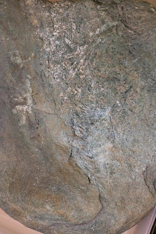 ふしぎ館で展示されている造礁サンゴの岩石標本