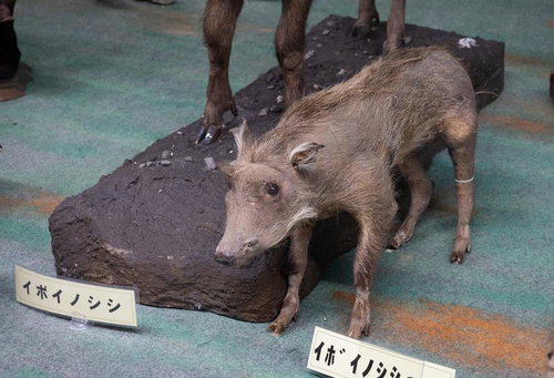 イボイノシシの剥製