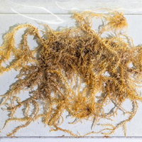 セイナンヒラゴケの標本の写真