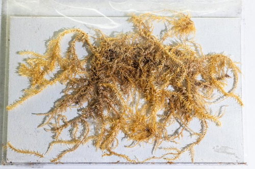 セイナンヒラゴケの標本