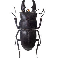 力強くも精巧なフォルムを持つオキナワヒラタクワガタの標本の写真