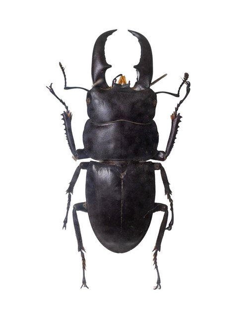 力強くも精巧なフォルムを持つオキナワヒラタクワガタの標本