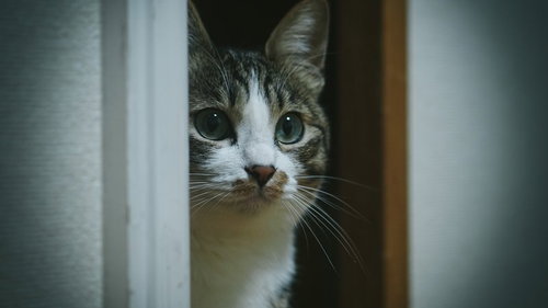 ！？（・・・知らない猫おる）扉の隙間から怯えて覗くキジ白猫