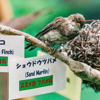 枝にとまるショウドウツバメの剥製の写真