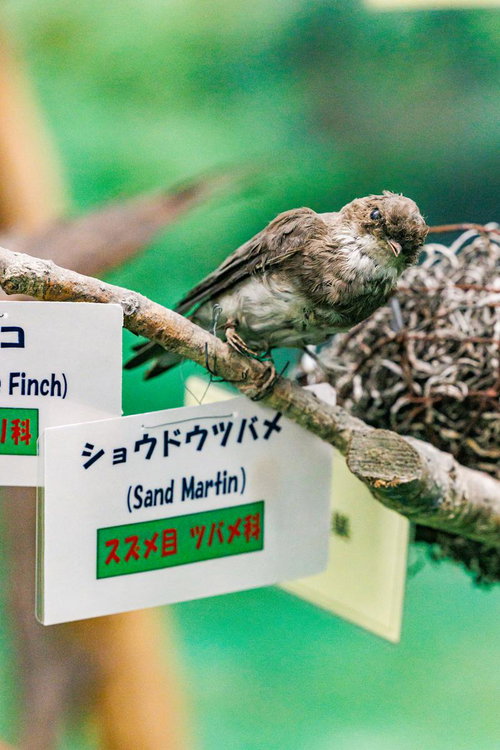 枝にとまるショウドウツバメの剥製