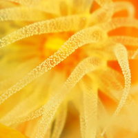 イソギンチャクの触手（オレンジ）の写真