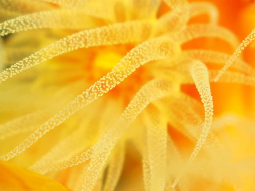 海中に揺らぐオレンジ色の触手のイソギンチャク