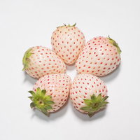 実を寄せ合う白い苺の接写。新鮮なホワイトストロベリーの果実の写真