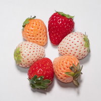 熟成段階別に並べた色とりどりの苺のの写真