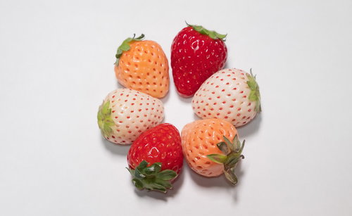 熟成段階別に並べた色とりどりの苺の