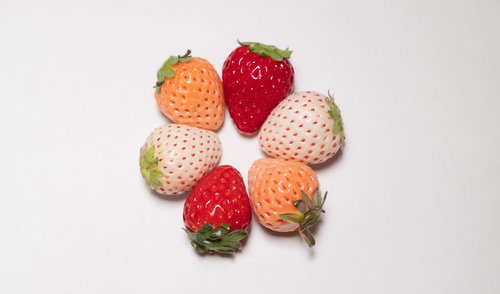 頬を寄せる三種類の苺のアップ写真、赤白オレンジ色の新鮮なフルーツ
