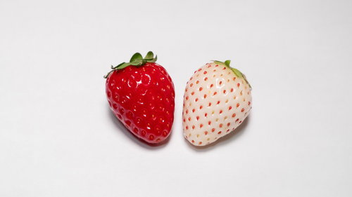 紅白に並ぶ苺の美しい対比