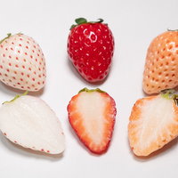 三種の苺の断面とカット状態、赤い果肉と黄色い種の写真