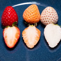 青い皿に並べられた三種の苺と断面の写真