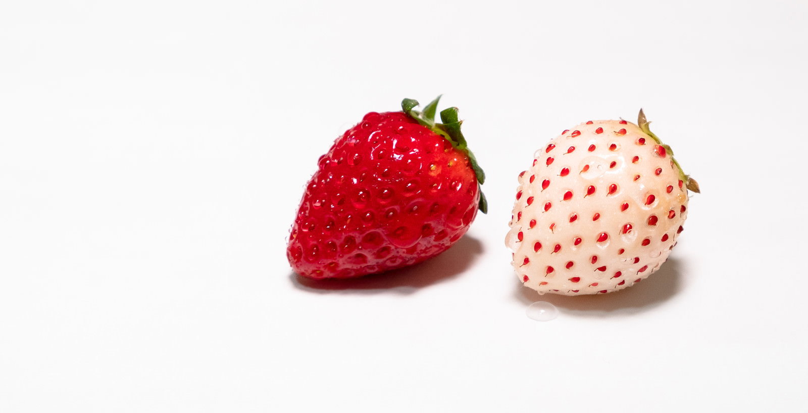 白い背景に置かれた赤いいちごと白いいちごが並んだ様子