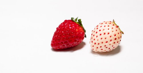 紅白の夫婦苺、赤いいちごと白いいちごの食材