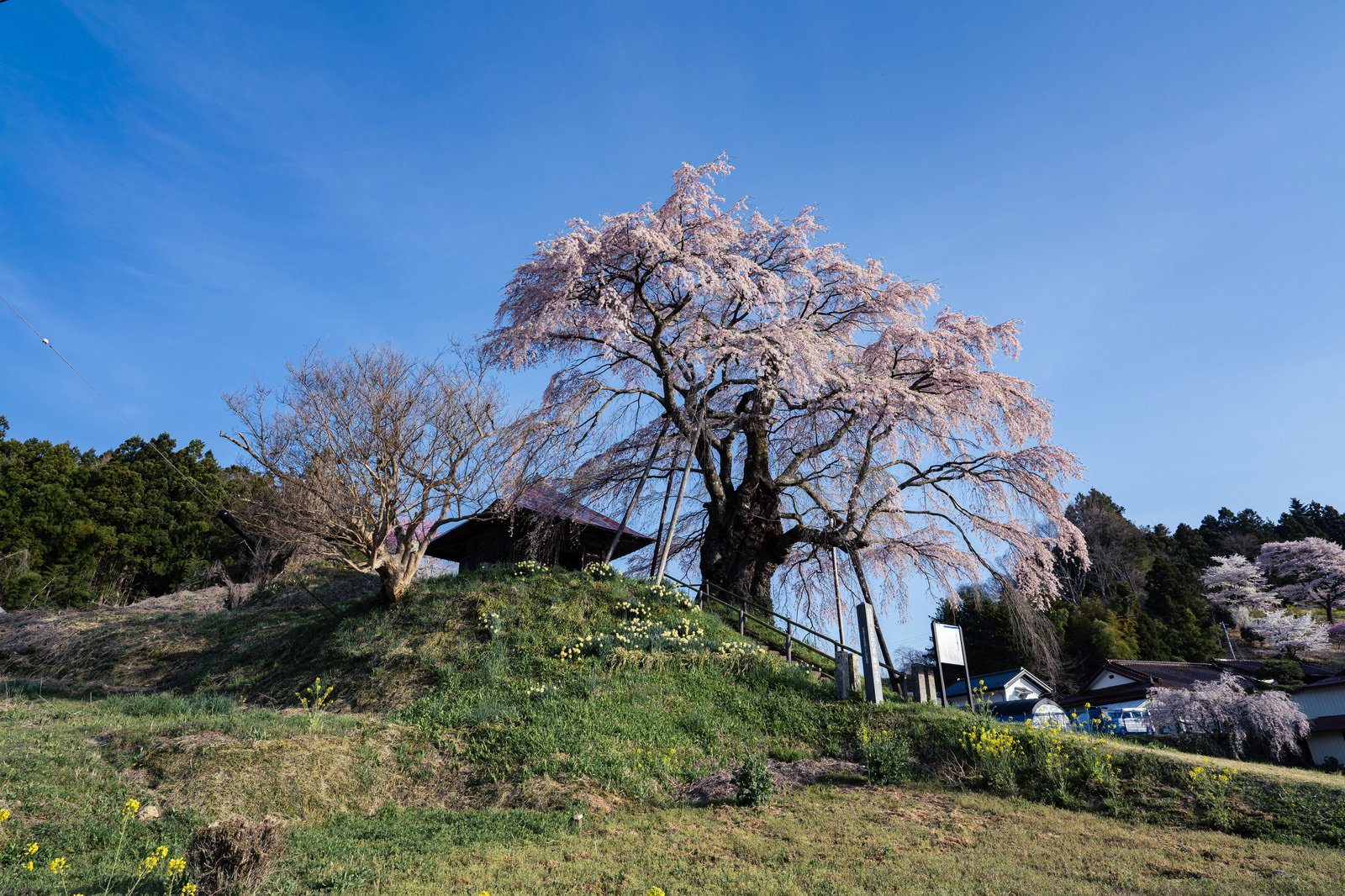 高台に聳える上石の不動ザクラの大きな枝垂れ桜が薄紅色の花で満開に咲いている